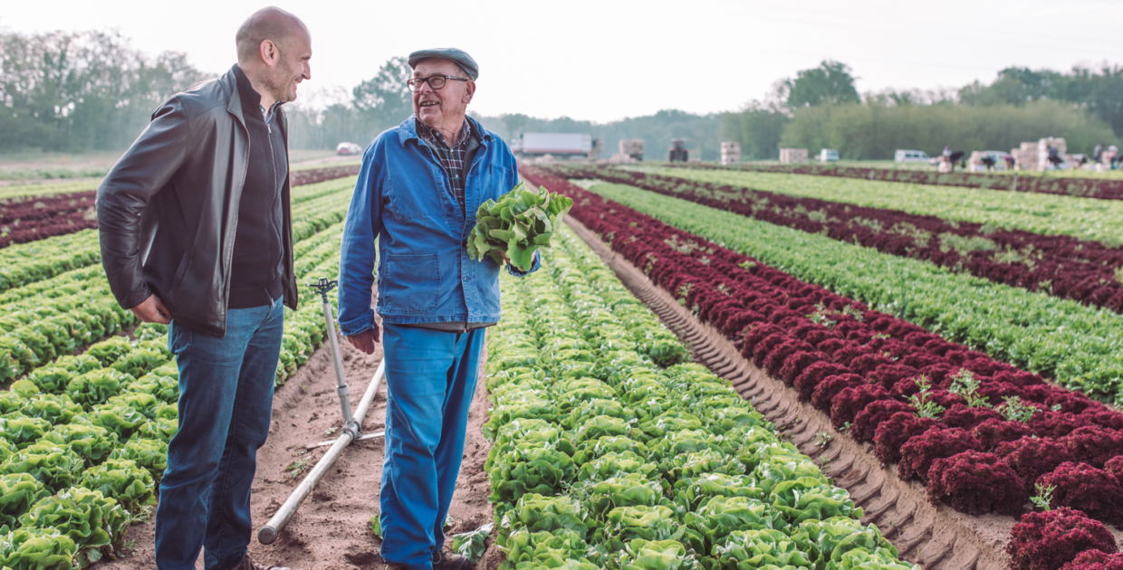 notre producteur de salade, la famille Gros